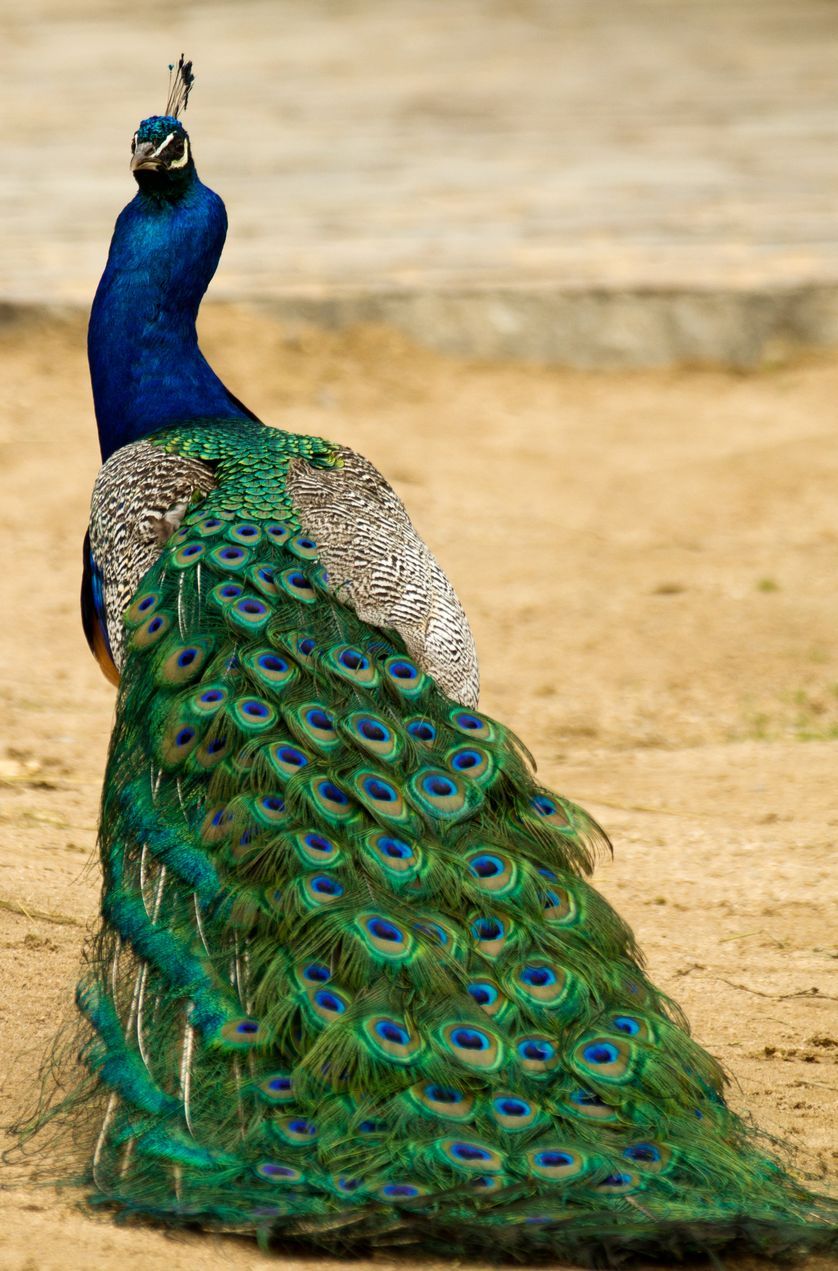 Beautiful Birds with Stunning Feathers