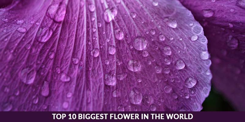 The Top 10 Largest Flowers in the World.